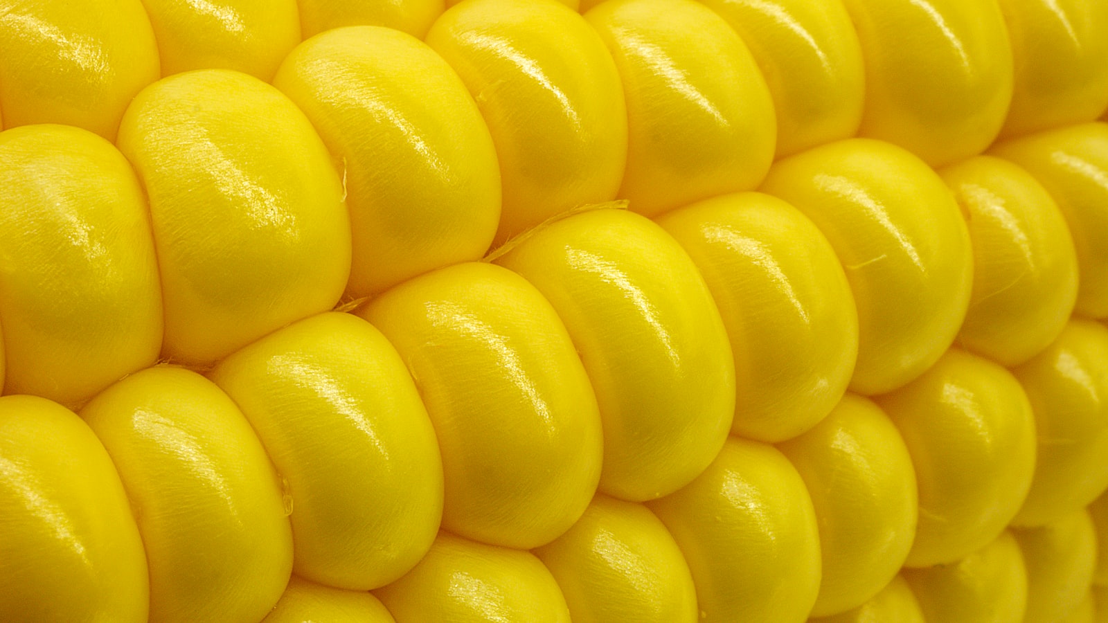 No aumentarán precios de garantía de maíz, trigo y sorgo: López Obrador