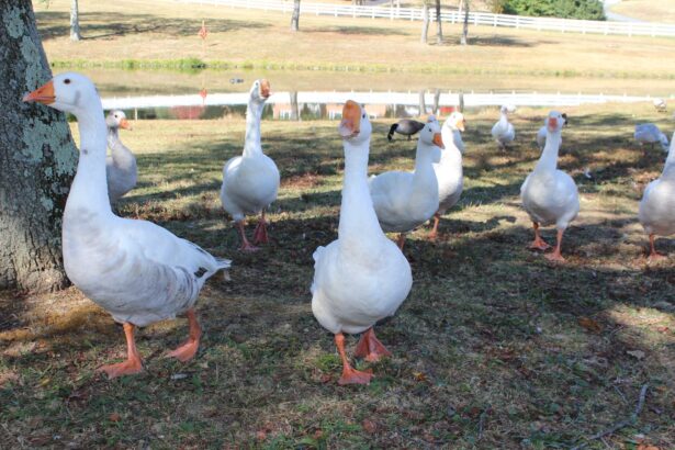 Llevarán acciones de descacharrización a tenencias y comunidades del municipio