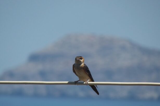 Taylor Swift adelanta el estreno del filme de “The Eras Tour”
