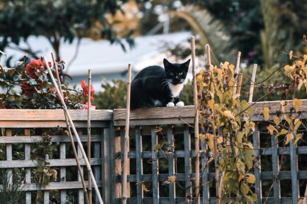 BeGo lanzará programa para otorgar crédito a transportistas