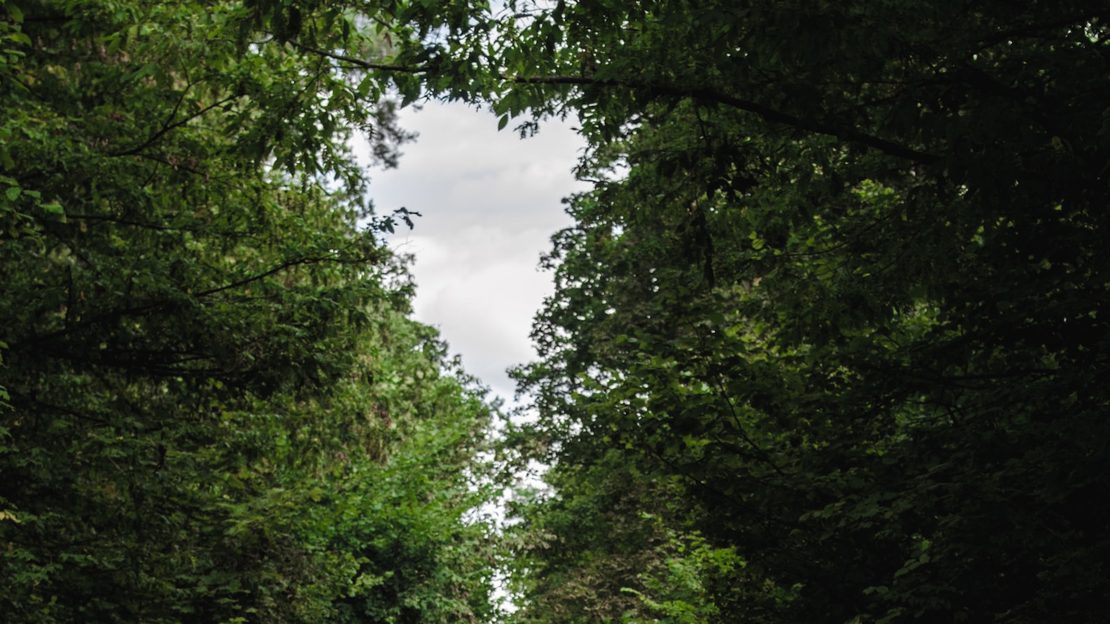 BeGo busca integrar un mercado hiperfragmentado: El transportista